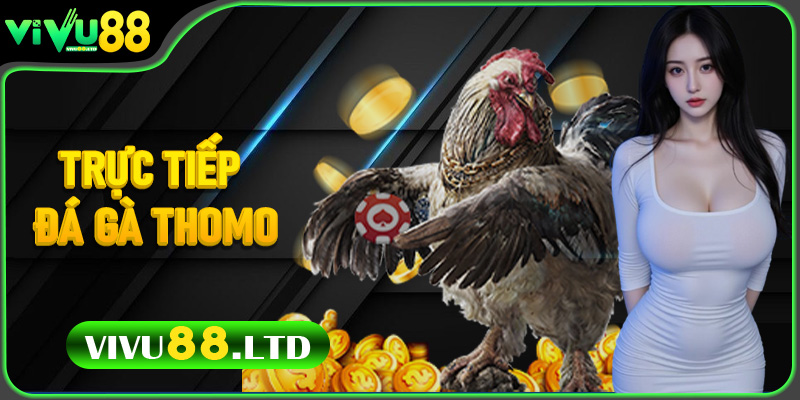 Trực Tiếp Đá Gà Thomo – Hướng Dẫn Chơi Hiệu Quả Tại Vivu88